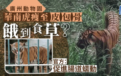 广州动物园华南虎皮包骨被质疑食物不足 专家解密：或近亲繁殖所致