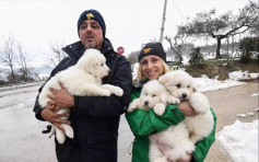 意大利雪崩埋酒店救出3小狗  