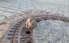 德国肥老鼠被困渠盖夹缝 当局出动救援人员拯救