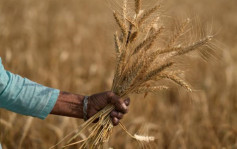 气候不稳乾旱暴雨先后来袭 印度粮食生产面临新威胁