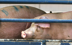 元朗再有猪场发现非洲猪瘟 渔护署销毁400头猪