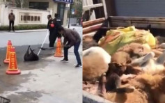 北京禁養大型犬 民眾避受罰爆安樂死潮