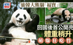 大熊猫「福宝」回国后首次公开亮相  适应良好大口狂吃竹子