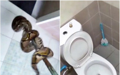 泰国有大蟒蛇躲住宅马桶 男子一坐下体瞬间被咬浴血