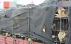 浙警截獲逾600狗疑供餐廳食用　動物組織指大部分是家犬