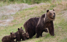 意大利中部珍稀棕熊遭槍殺 惹眾怒