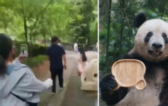 大熊貓被虐不實信息廣傳、專家被跟拍辱罵 研究中心報警