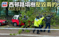 台风苏拉‧深水埗︱西邨路塌树毁两的士  消防锯走断枝