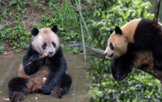 大熊貓「雲川」「鑫寶」抵達美國  隔離檢疫後擇機與公眾見面