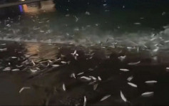 地震预兆？汕头南澳岛海滩大量鱼跃出水面搁浅  专家咁解释