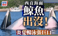 西贡鲸鱼．有片│南风湾附近海面出现 专家指是布氏鲸 在港出没十分罕见