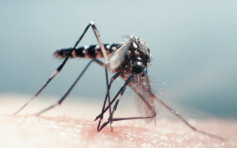 去年12月白纹伊蚊指数回落至1.5%  处于最低水平