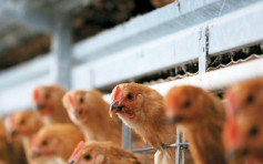 波兰及日本秋田爆高致病性H5N1禽流感 港暂停进口禽类产品