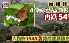 斑蝶越冬4传统地点  记录数量再跌54%  大榄录1545只势成重要栖息地