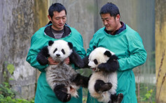 萌爆双胞胎熊猫BB见游客　公开徵集名称