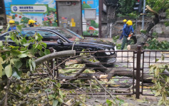 發展局：樹木辦已跟進複查尖沙嘴塌樹事故周圍樹木