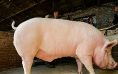 內地豬肉價格狂漲　農家出奇招養出500公斤「巨無霸大豬」