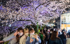 日本櫻花｜2月高溫春天提前報到 東京或最快17/3開花