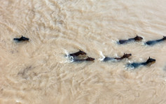 湘版动物大迁徙︱洪水围困37匹马  救援队喂草按摩搏好感救出︱有片