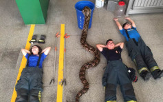 台消防员活捉6.5米巨蟒后拍「开箱照」 网民惊呆：吓死人了