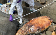 清水灣發現擱淺中華白海豚屍體 今年度第22宗個案