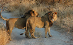 南非两狮出没抓伤路人 居民自危