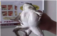 【有片】牛蛙多长两条腿　变展品逃过被吃命运