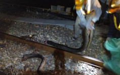 5米巨蟒爬過鐵路軌道斷開三截慘死 