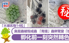 「大埔名物」破殼成蟲 「青提」蟲卵驚變「珍珠」 孵化前一刻突然轉色｜Juicy叮