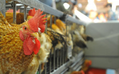 沙巴爆发H5N1禽流感 暂停进口该地禽肉及禽类产品