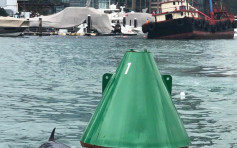 【海豚出沒注意】香港仔避風塘游弋 海洋公園保育基金確認身體狀況良好