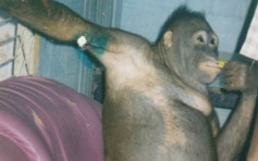 印尼猩猩被囚禁剃光毛当性奴 涉事人员未受任何惩罚