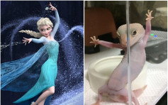 壁虎「舞姿」酷似《魔雪奇缘》Elsa女王 日网民惊叹