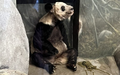 旅美大熊猫丫丫将回国 北京市公园管理中心：2专家已赴美照料