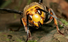 「杀人蜂」入侵美国威胁农业 多次被螫可夺命