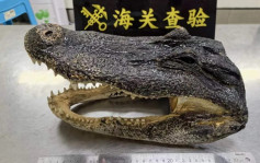 深圳湾海关查到了一个鳄鱼头︱有片