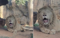 杭州高温红色预警 非洲狮「热成了狗」不停张嘴吐舌