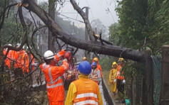 【帕卡襲港】暴雨中奮力移塌樹 港鐵職員路軌搶修