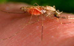 20年來首次再出現瘧疾病例 美通報發現5宗本土病例