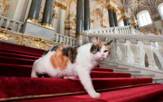 俄羅斯冬宮50隻貓貓 獲法國男子贈遺產
