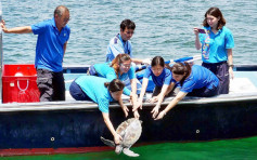曾暂住海洋公园 渔护署放流7只绿海龟
