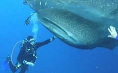 印尼四鲸鲨困渔网 游近潜水员感激解救