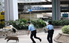 【审计报告】野猪滋扰投诉大幅飊升逾2倍 促检讨监测先导计划