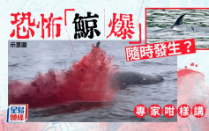 西貢鯨魚｜恐怖「鯨爆」隨時發生？本港專家評估機率曝光｜Juicy叮