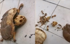 武漢大學生疫後8個月返校 揭寵物龜已乾死剩骨架