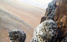 海拔5000米架設全球最高監測網 拍下2000段西藏雪豹影像