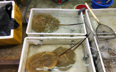 成年马蹄蟹数量减少 WWF吁香港海鲜市场停止销售