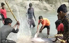 印度多名男子持棍及斧頭虐殺稀有恆河豚 3人被捕