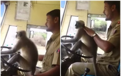 纵容猴子驾车妄顾乘客安全 印度巴士司机被停职