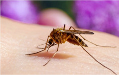 瘧疾襲港｜本地傳播風險低 首要防蚊預防措施一帖睇